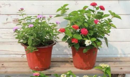 梁芸菲近日爆料新闻内容,最新爆料引发热议”  第3张